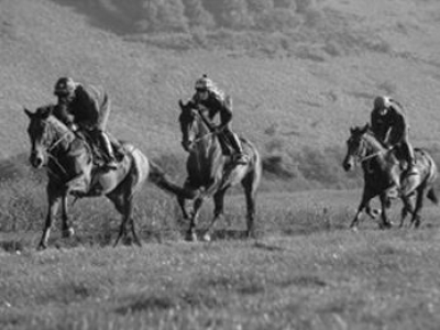 horses-in-training